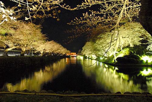 Matsugasaki Park Cherry Blossom Light Up