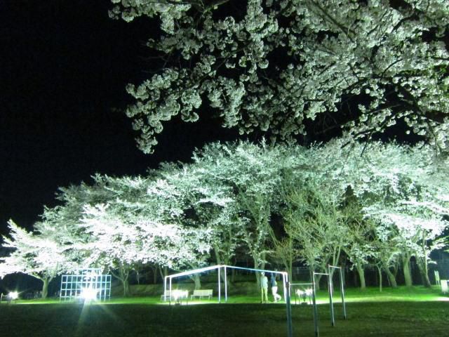 Kitamura Park Cherry Blossom Light Up 