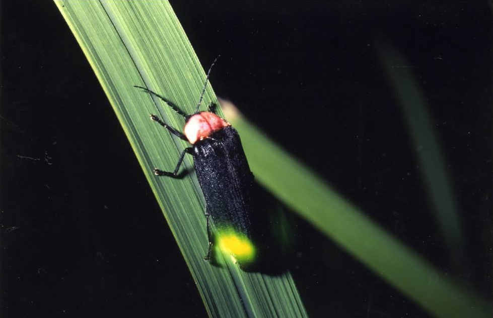 Cancellation of the 40th Onogawa Onsen Firefly Festival