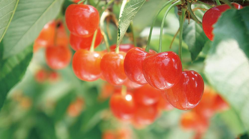 Cherry Picking in Yonezawa!