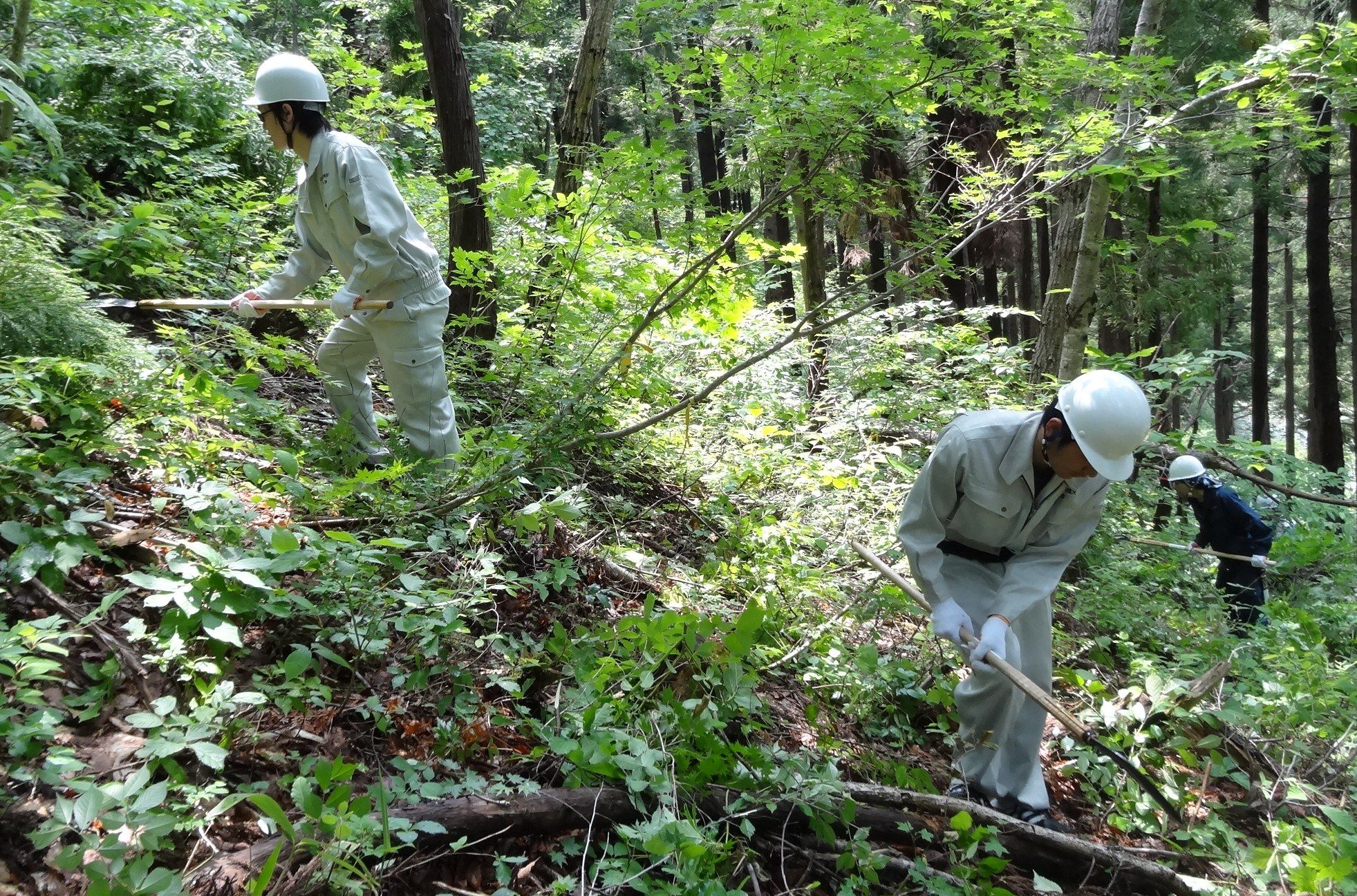「不伐の森」の整備