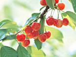 山形県の観光と物産展
