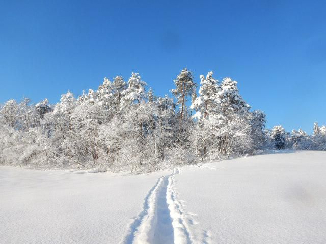 山仕事はじめ