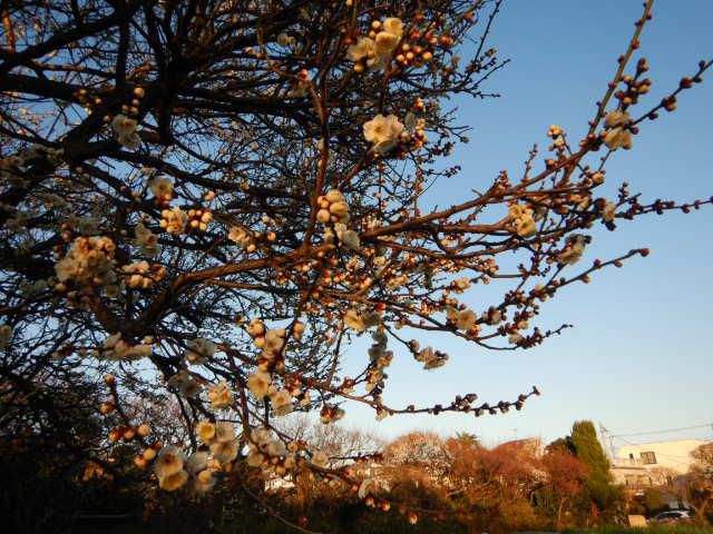 １月27日（土）晴れの世田谷　その２