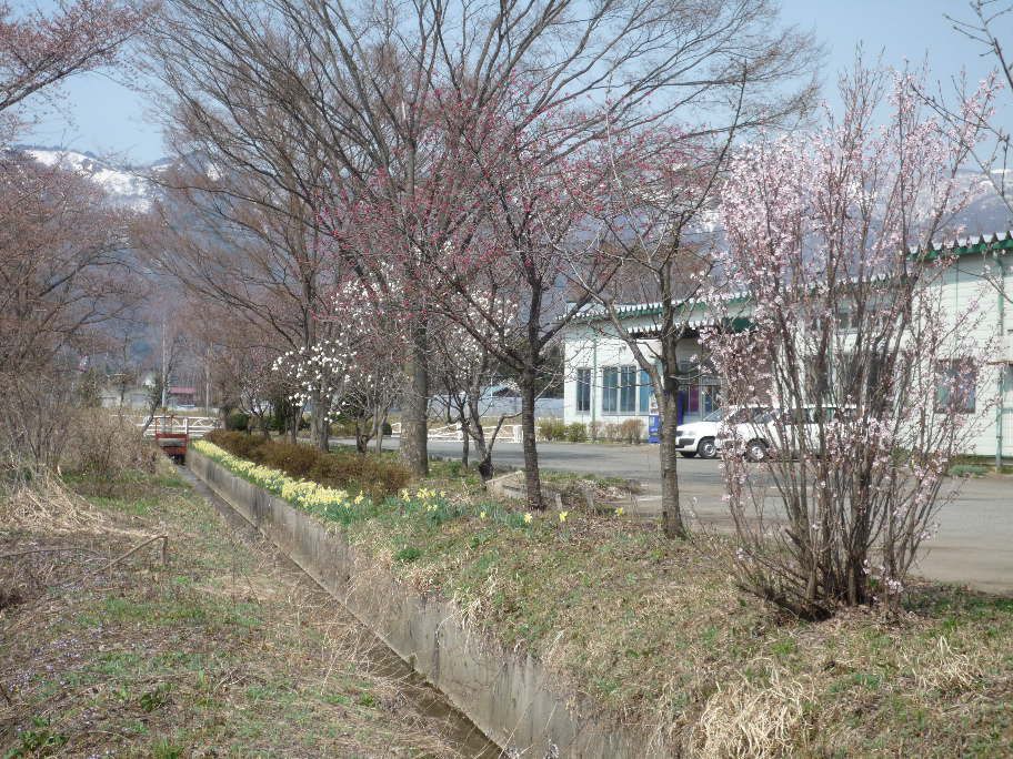 花々の開花の移行　(4月13日)