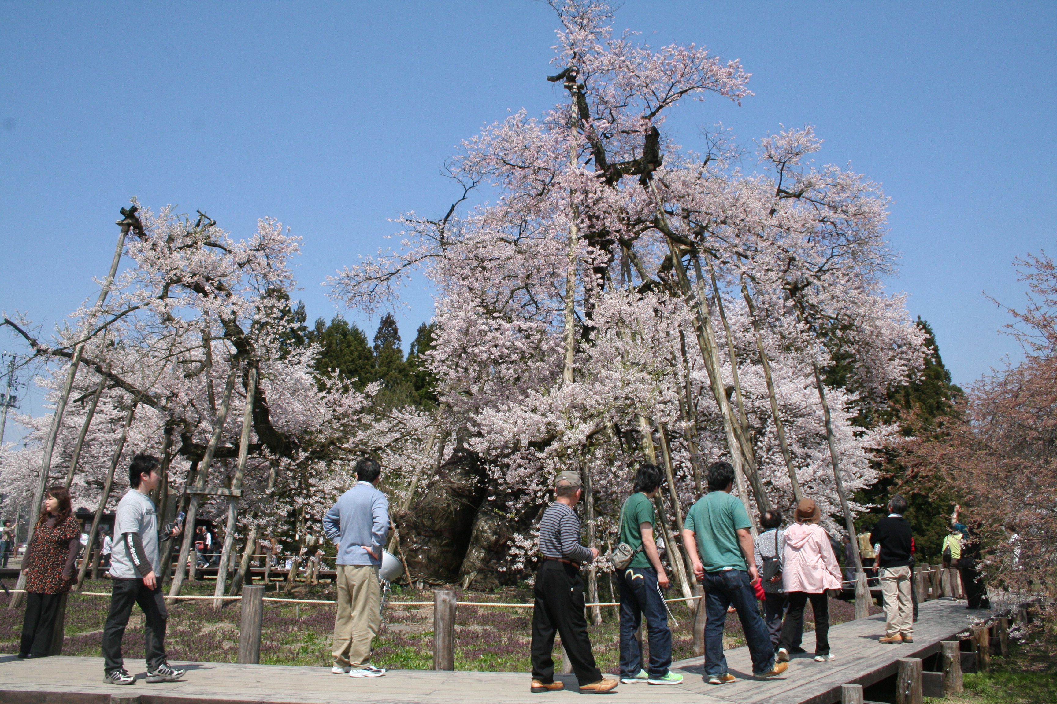 桜回廊