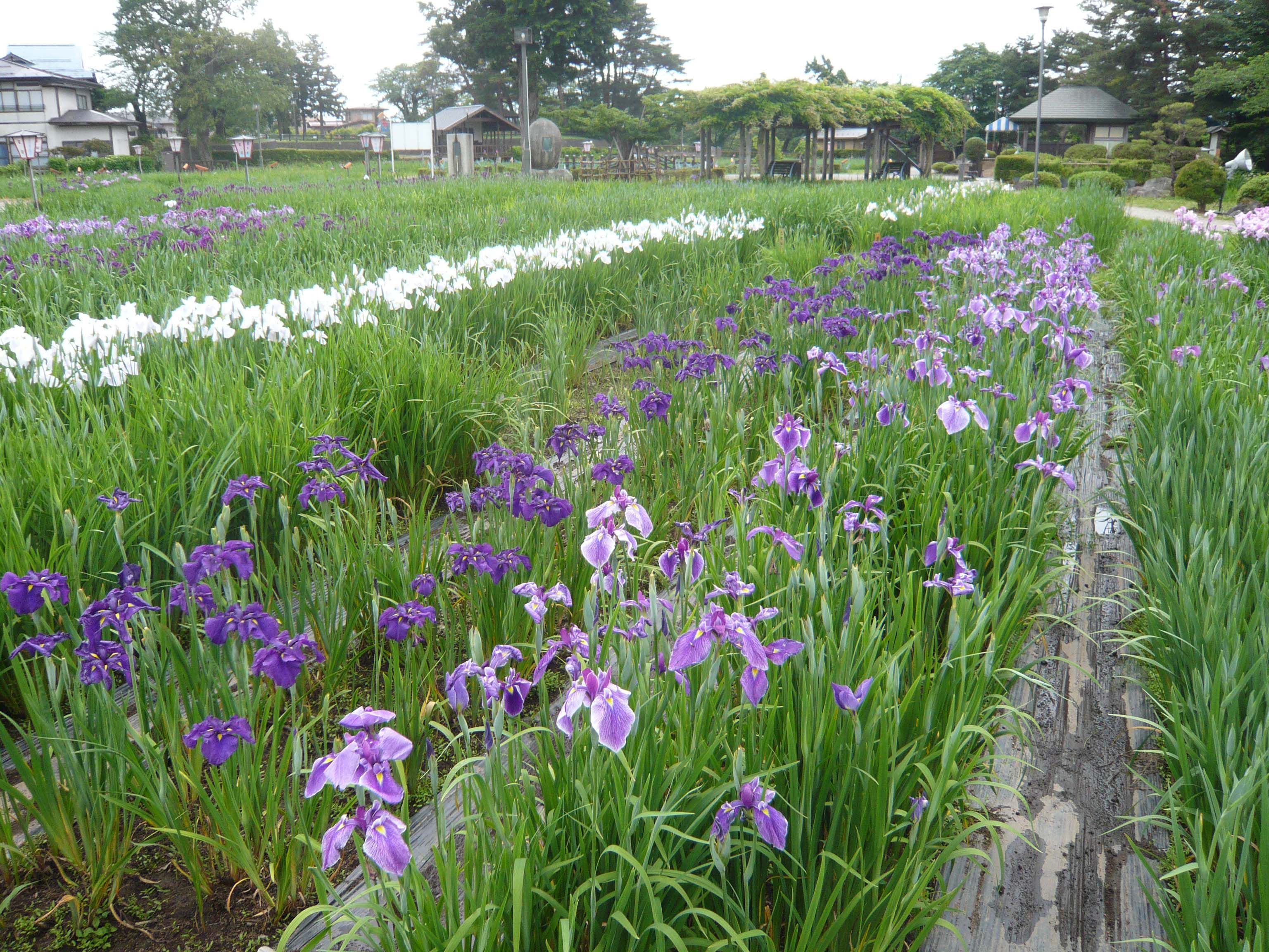 いずれは菖蒲か杜若・・