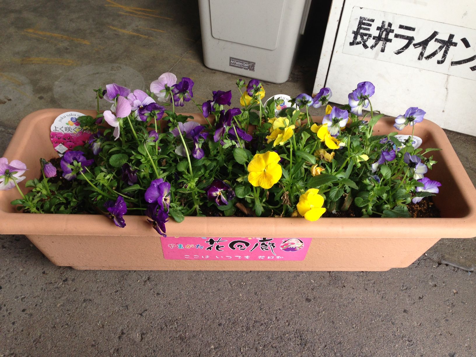 元気に咲きました！