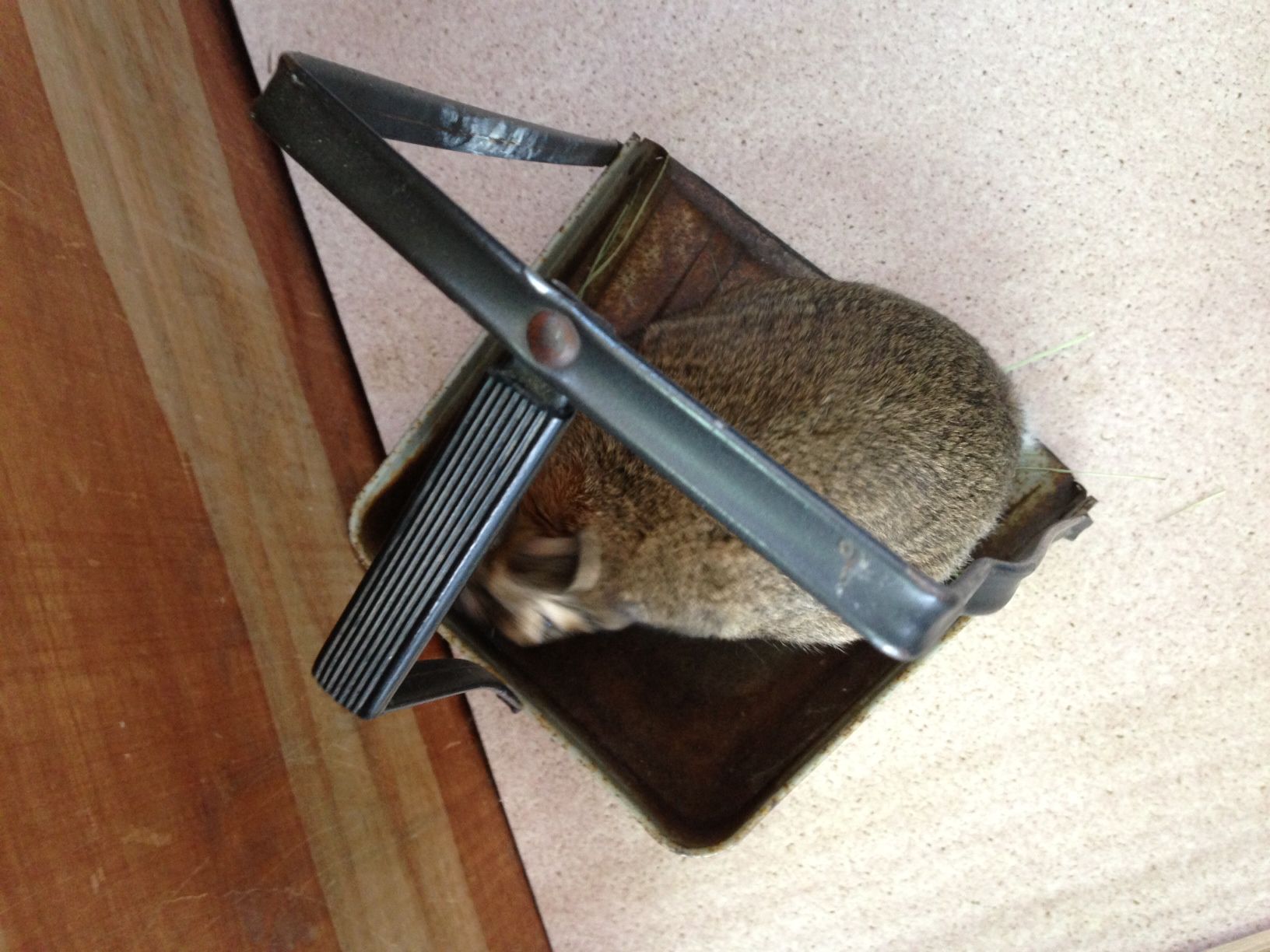 すりすり