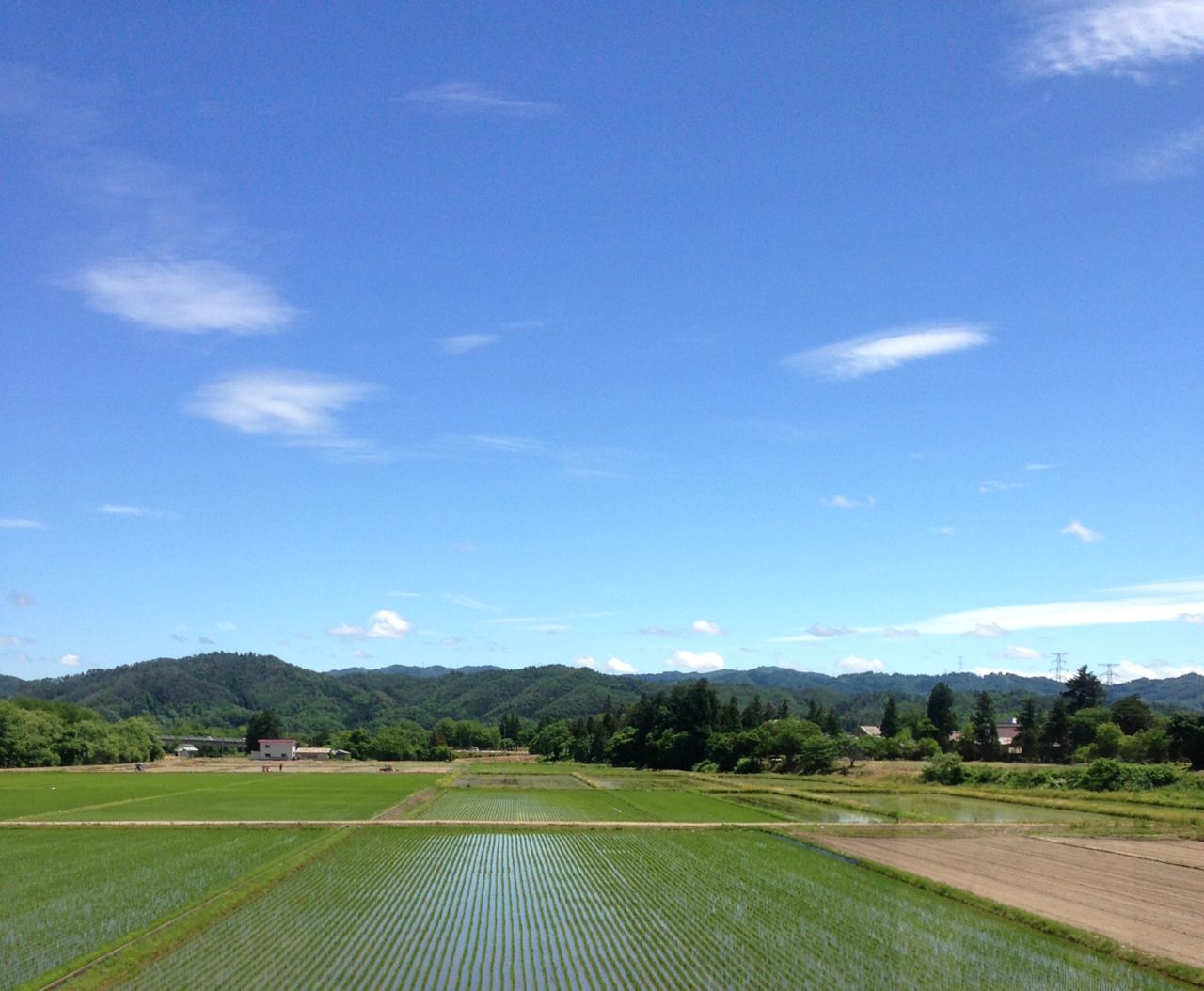 たんぼ