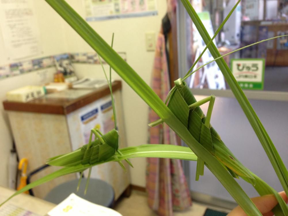ようやく夏がやってきました！