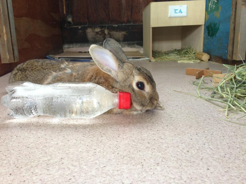ぺったり(*´v｀*)