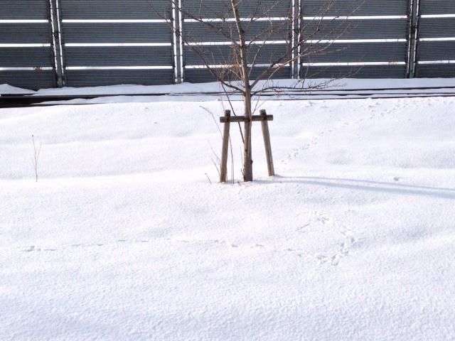 誰のあしあと？