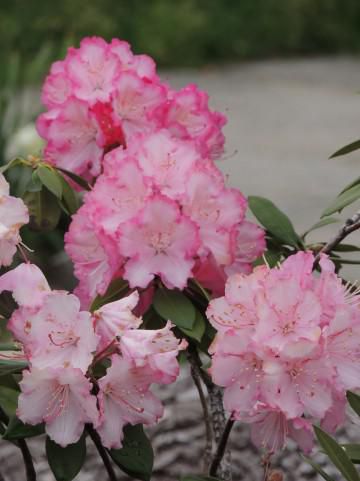 私の好きな花