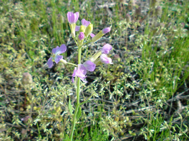 大根の花
