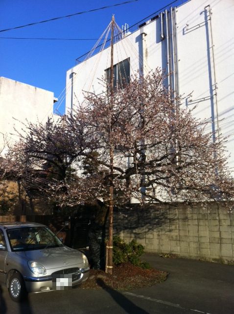 雪吊り桜