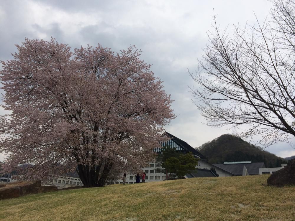 東北芸工大の山ザクラ
