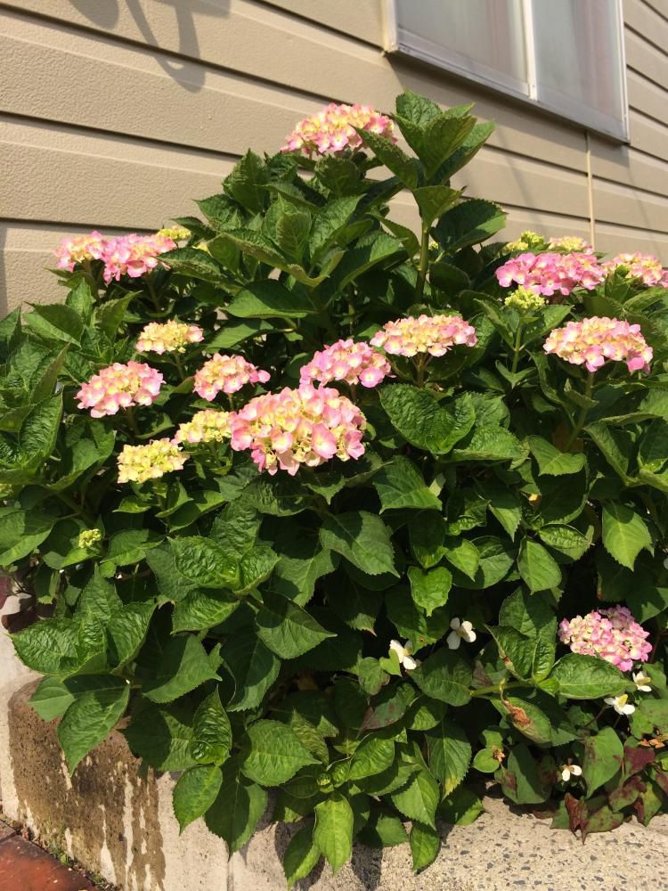 アジサイの花、咲いてきましたね！