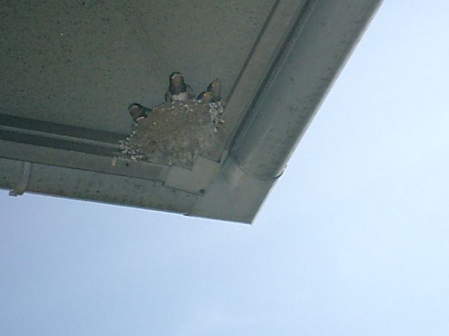 ツバメ巣立つ
