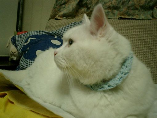 猫も18歳にしてテレビを見る?!