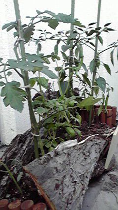 ベランダ菜園