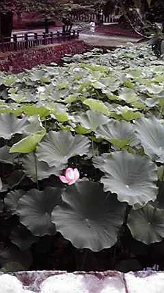 お堀に蓮