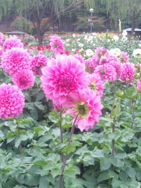 ダリア公園