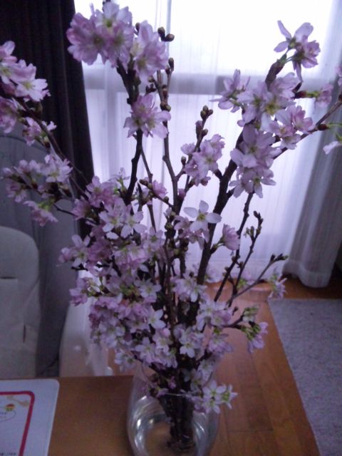 桜満開