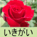 yuwajiji-ツイッター毎日更新中！