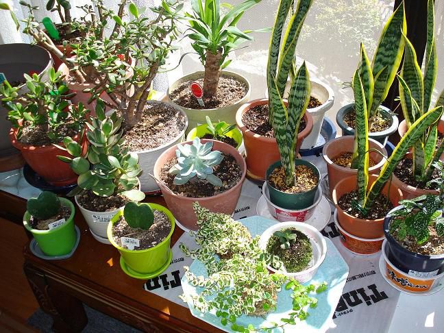 太陽光の恩恵を有効に生かす植物栽培への取り組み。(^O^)／