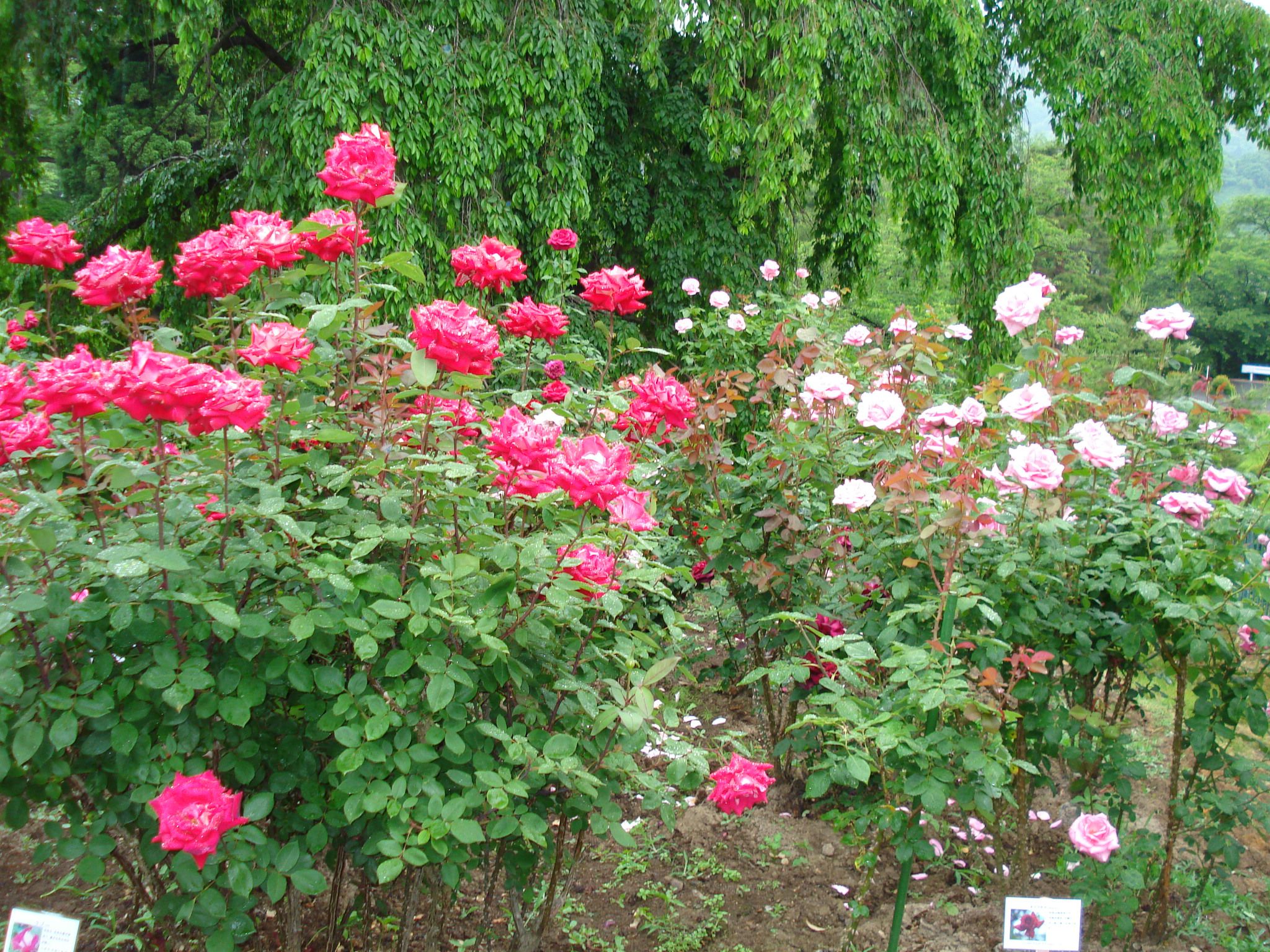 被災地復興支援前向き情報。夢の種を蒔き大きな希望の花を咲かせたい