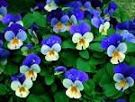 自分の誕生花と花言葉がエールを送っている。想像しよう。そして創ろう希望の未来を☆彡