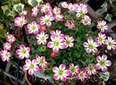 太陽光を最大限活かした植物工場を創り世界中の誕生花を育ててみたい。☆彡