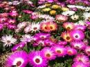 本日の誕生花のデージーの様に花のしんは太陽、花びらは太陽の光となる、明るく過ごせたら最高だろうなあ☆彡