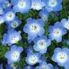 再生可能エネルギーで温室を作り365種類の花を集め誕生日にプレゼントする案は不可能な事でしょうか？