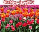 今日は大安吉日のバレンタインデー、情熱をイメージする赤いチューリップを送り愛の告白☆彡