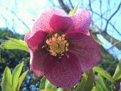 山形県は花笠パレードで有名で花笠作りをやっているのが飯豊の中津川です。ご存知ですか。