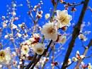 誕生花が花言葉とメッセイージを添えて送られてきて始めて気づく自分の誕生花と相手の気持ち☆彡