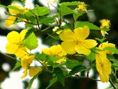 子供や孫たちときれいな空気と花に囲まれた四季感動の山形を永住の地に(*^_^*) 