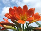 千年に一度と言われる東日本大震災から今日で一年。被災地に花を植えよう☆彡   
